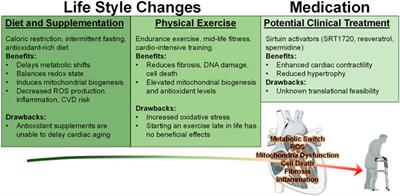 Keeping the beat against time: Mitochondrial fitness in the aging heart